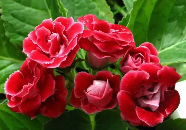 Cận cảnh củ hoa tình yêu đã được cắt tỉa sẵn sàng cho vụ trồng mới