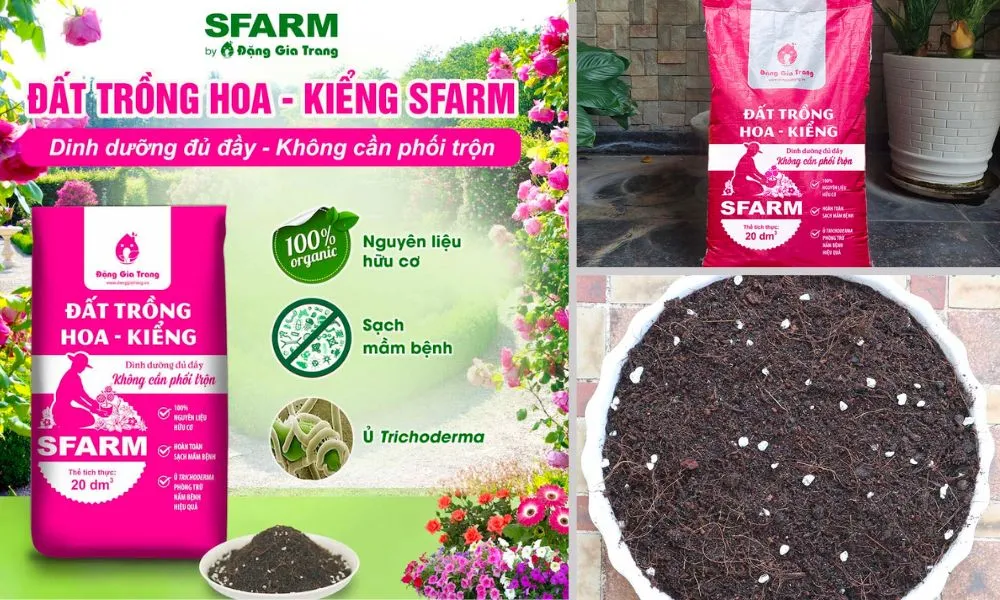 Công thức giá thể và đất trồng tulip trong chậu tơi xốp