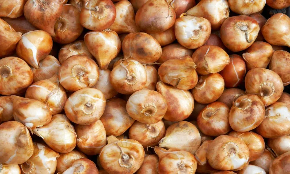 Củ giống hoa tulip đã qua xử lý lạnh và đạt chất lượng