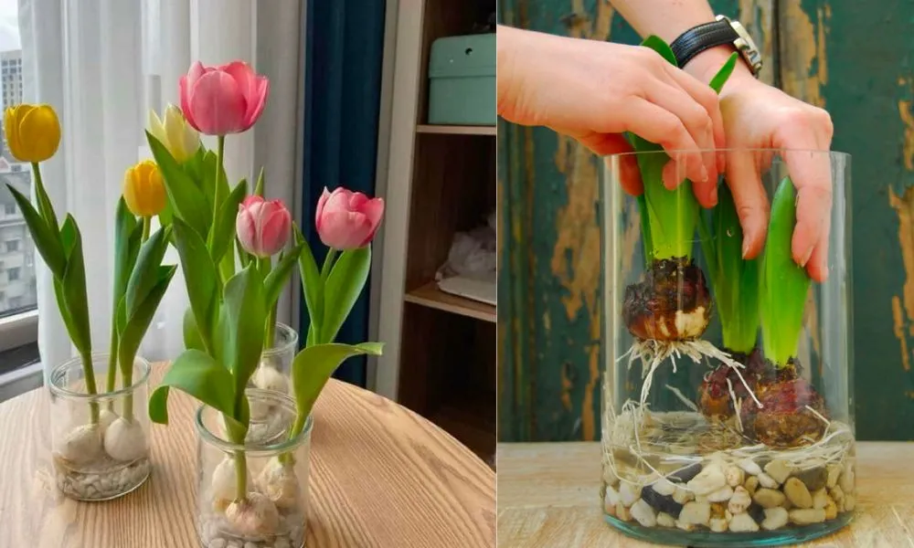 Hình ảnh cách trồng hoa tulip trong nước (thủy canh)