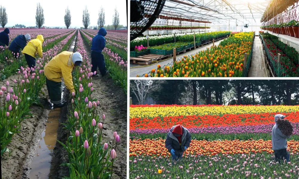 Thu hoạch hoa tulip khi bông vừa xé nụ, đã có màu để trưng Tết