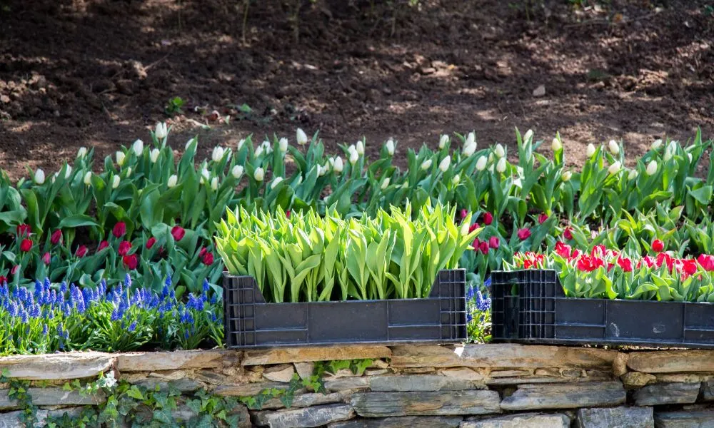 Bón thúc bằng phân hữu cơ cho cây tulip khi đạt chiều cao 10 đến 12cm