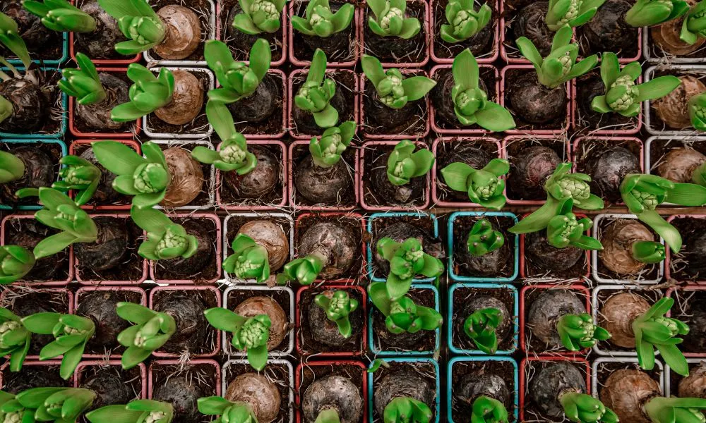 Khi trồng cần lưu ý luân phiên hướng hoa tulip về phía ánh sáng