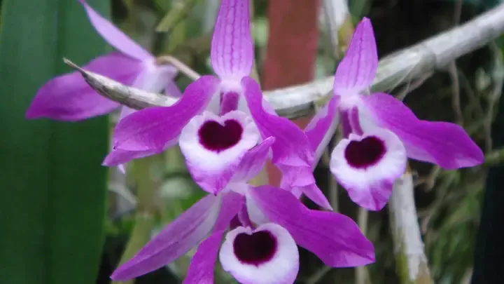 Lan Hoàng Thảo Môi Tua với viền cánh hoa tua độc đáo