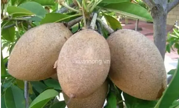 Kỹ Thuật Trồng Và Chăm Sóc Hồng Xiêm Ruột Đỏ