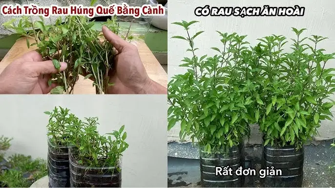 Cách Trồng Húng Tây: Hướng Dẫn Chi Tiết Từ A Đến Z Cho Người Mới Bắt Đầu