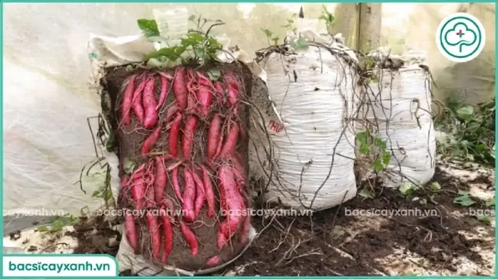 Củ khoai lang tím chất lượng cao được thu hoạch sau vụ trồng thành công