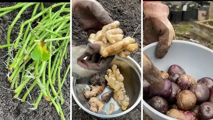 Các dụng cụ và hom giống cần thiết cho quá trình trồng khoai lang tím