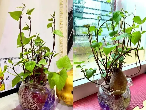 Các yếu tố cần lưu ý khi áp dụng cách trồng khoai lang trồng hồ cá theo mô hình thủy canh