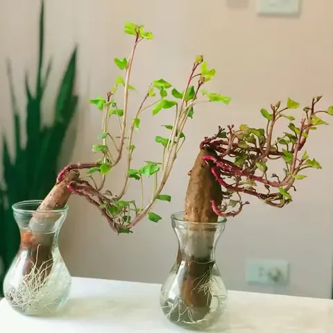 Hướng dẫn chi tiết về chăm sóc cây sau khi áp dụng cách trồng khoai lang trồng hồ cá