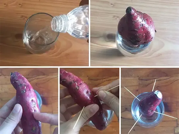 Quy trình cụ thể để thực hiện cách trồng khoai lang trồng hồ cá hiệu quả