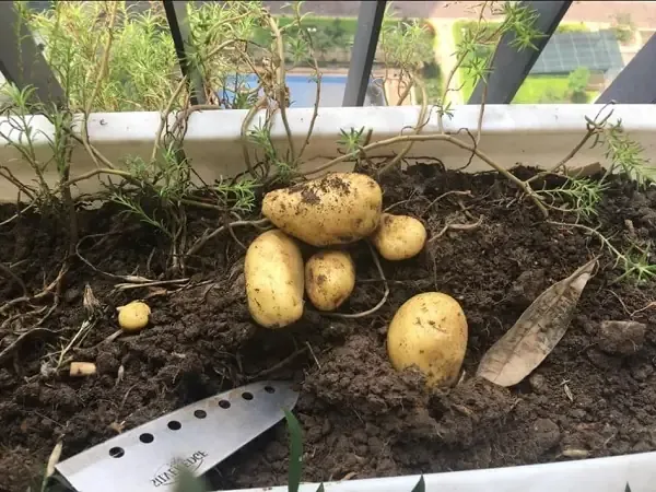 Cách Trồng Khoai Tây Từ Củ giống đã nảy mầm trong thùng xốp