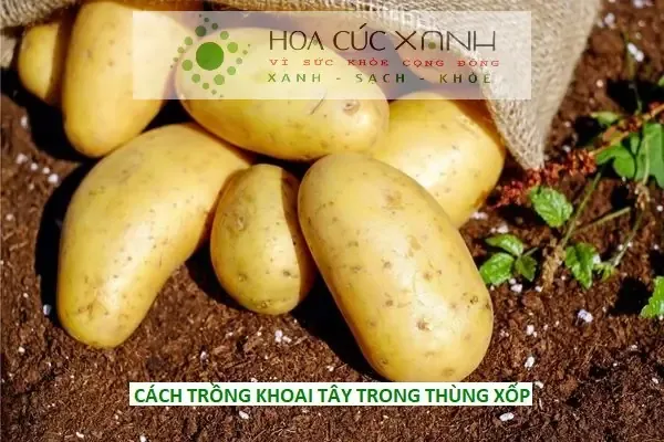 Trồng Khoai Tây Trong Thùng Xốp mang lại nguồn rau sạch tại nhà