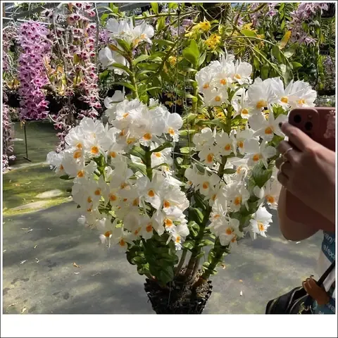 Cận cảnh rễ lan Đại Bạch Hạc khỏe mạnh và giá thể trồng