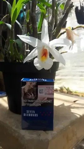 Hướng dẫn chi tiết cách trồng Lan Đại Bạch Hạc cho người mới