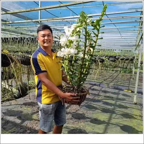 Lan Đại Bạch Hạc đang ra hoa và cách chăm sóc ánh sáng phù hợp