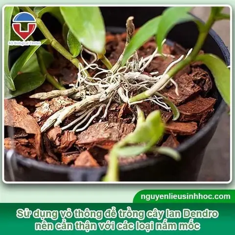 Cách Trồng Lan Dendro Yaya Hiệu Quả: Hướng Dẫn Kỹ Thuật Chuyên Sâu Từ A-Z