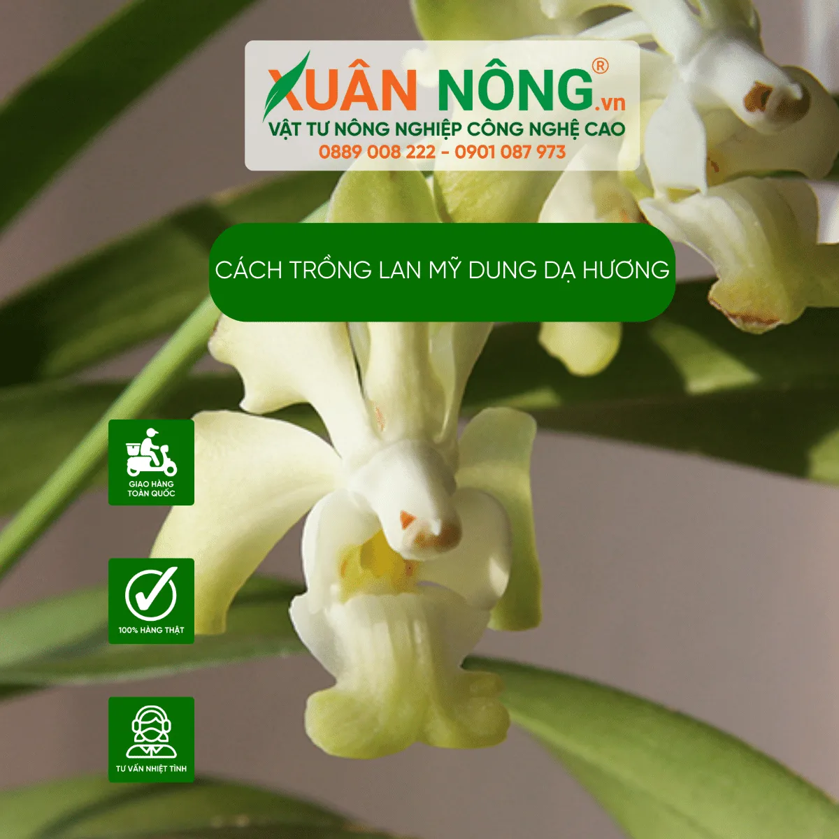 Cách Trồng Mai Con Mau Lớn: Kỹ Thuật Chuyên Sâu Từ A Đến Z