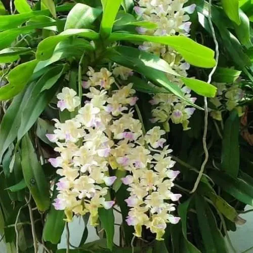 Lan Giáng Hương được trồng trên khúc gỗ cho hoa sai và màu sắc đẹp