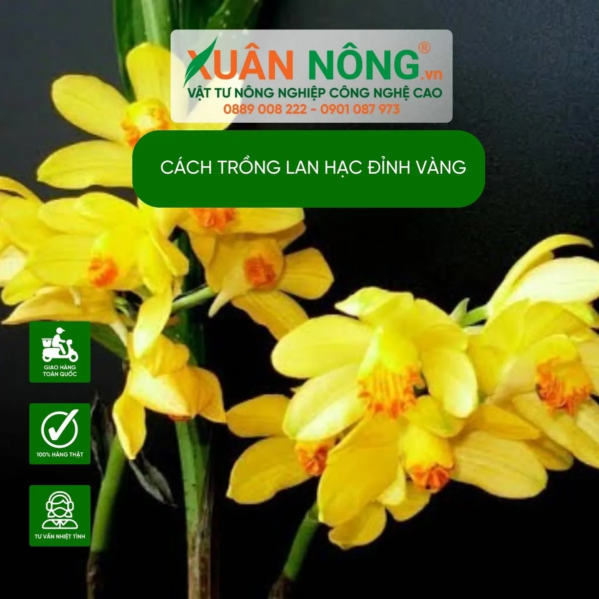 Lan Hạc Đỉnh Vàng với hoa nở rộ màu vàng rực rỡ, biểu tượng của sự may mắn
