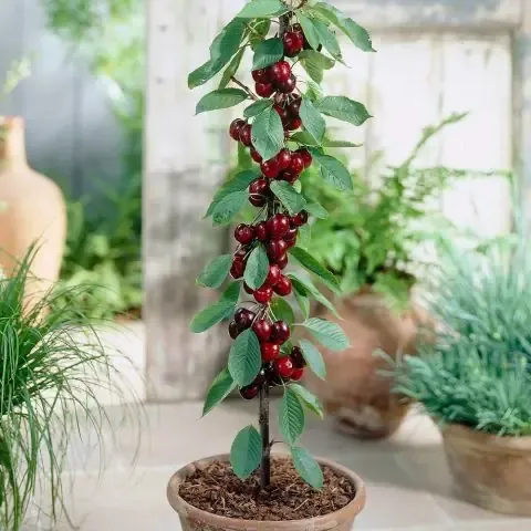 Cách trồng cây cherry bằng hạt chi tiết từ A đến z thành công