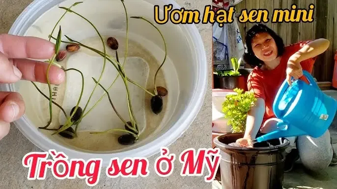 Cách trồng hoa sen mini từ hạt thành công tại nhà