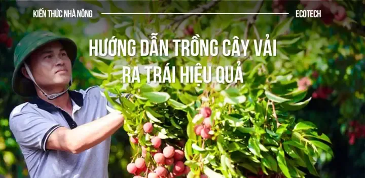 Cách xử lý mụn cưa để trồng cây chuyên sâu đảm bảo năng suất cao