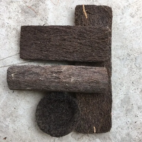 Cây lan Hồ Điệp con đang được trồng trong giá thể có độ thông thoáng cao