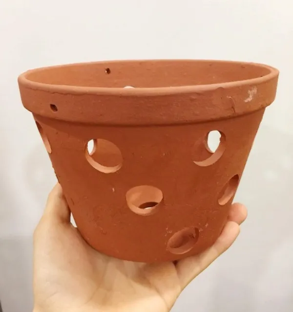 Cận cảnh chậu trồng Lan Hồ Điệp con với kích thước nhỏ và nhiều lỗ thoát khí