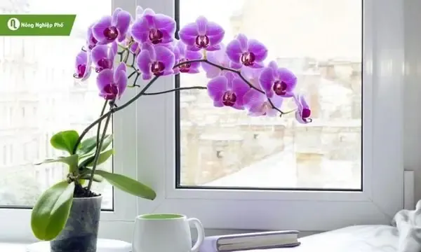 Quy trình chăm sóc lan hồ điệp sau khi trồng trong môi trường nước