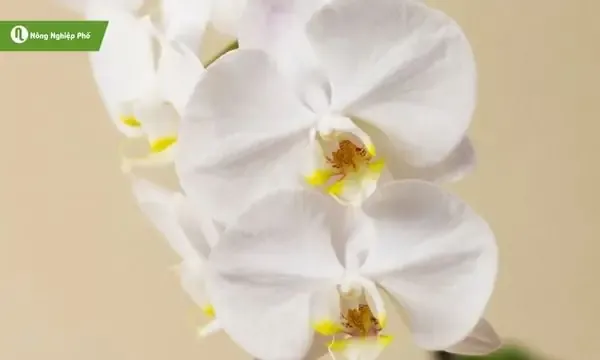Kỹ thuật chăm sóc lan hồ điệp trồng trong nước sau khi hoa tàn