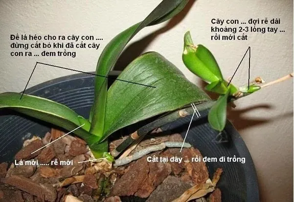 Cây lan hồ điệp được nhân giống bằng phương pháp Keiki với rễ và chồi non khỏe mạnh