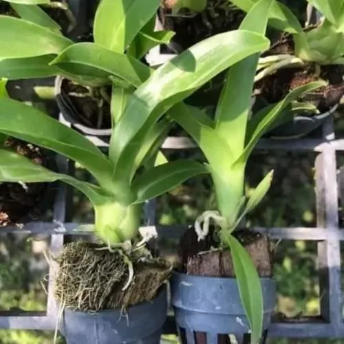 Cách Trồng Lan Hoàng Hậu Đạt Chuẩn Kỹ Thuật