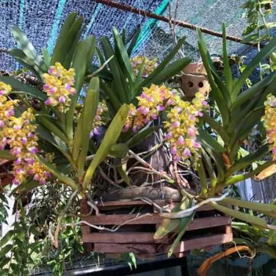 Hướng dẫn trồng và chăm sóc lan Hoàng Nhạn tháng 8 hiệu quả