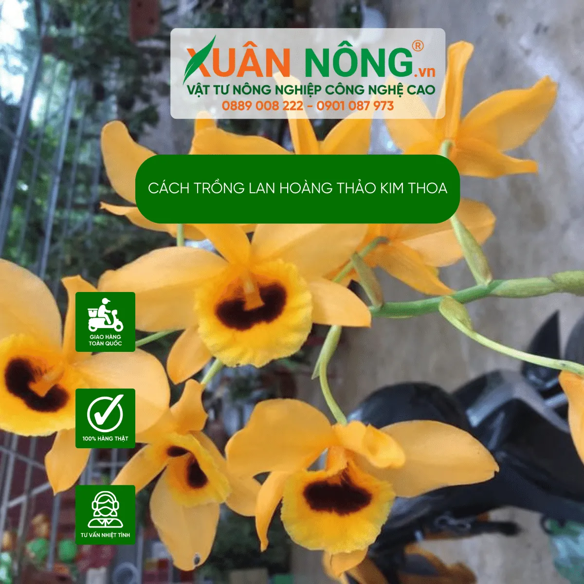 Kỹ thuật chăm sóc lan Hoàng Thảo Kim Thoa ra hoa màu vàng rực rỡ