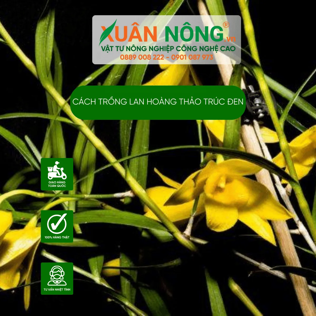 Lan hoàng thảo trúc đen đang phát triển khỏe mạnh trong chậu