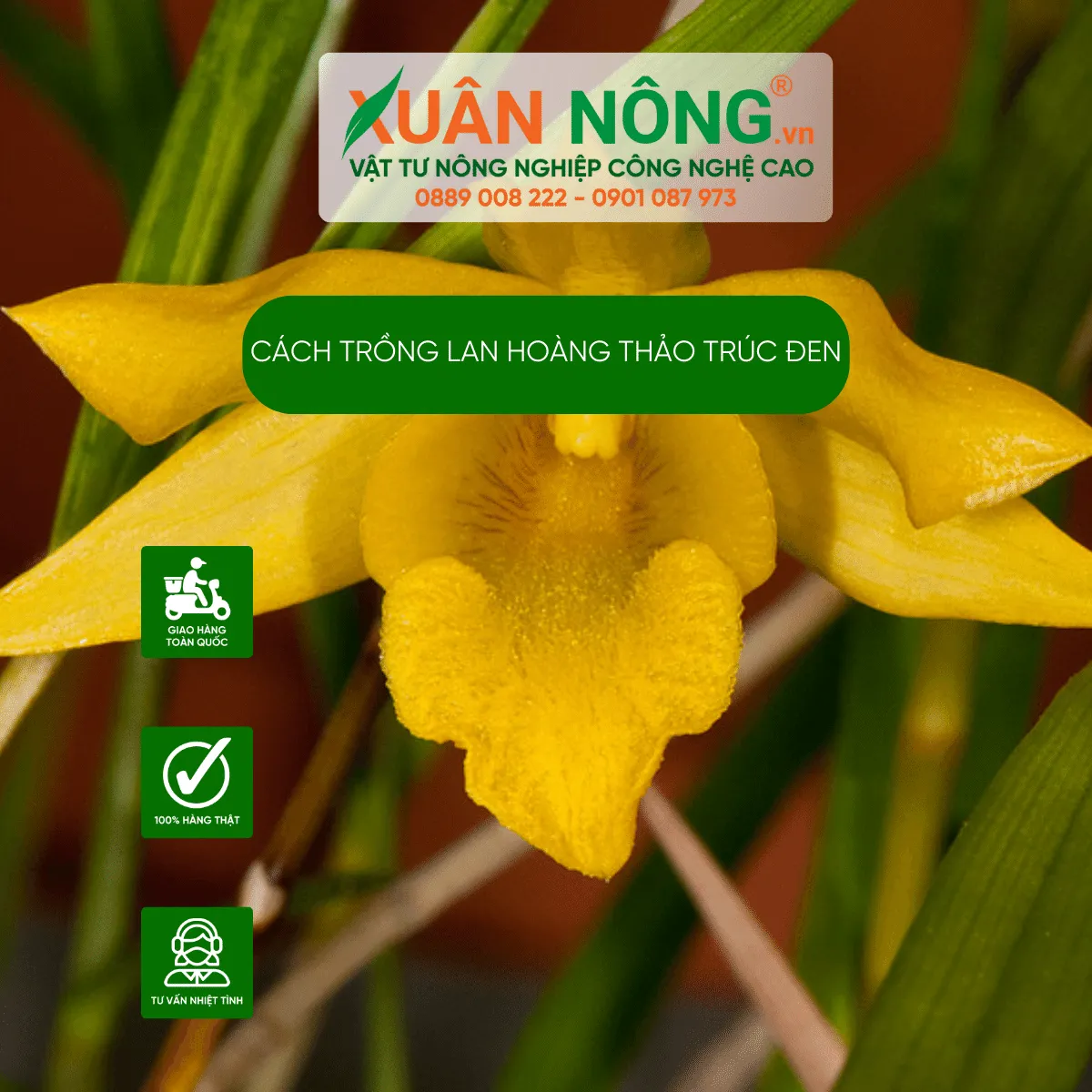 Hình ảnh cận cảnh hoa Lan hoàng thảo trúc đen