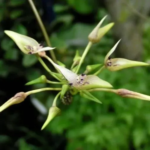 Lan Lọng Tai Thỏ Đang Được Ghép Lên Khúc Gỗ Theo Kỹ Thuật Trồng Lan