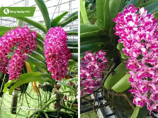 Lan Nghinh Xuân khỏe mạnh đang ra rễ xanh tươi