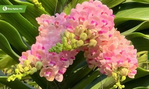 Đôi Nét Về Lan Ngọc Điểm, Nữ Hoàng Lan Rừng