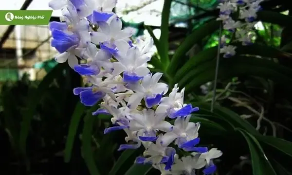 Kích Thích Ra Hoa Đúng Thời Điểm