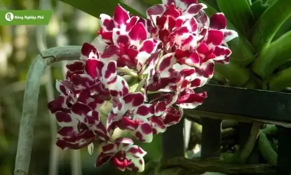 Kỹ Thuật Trồng Cây