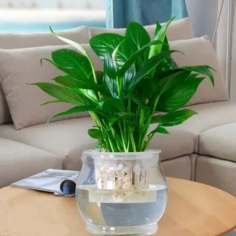 Chuyên gia đang hướng dẫn kỹ thuật trồng và chăm sóc cây Lan Hồ Điệp thủy sinh