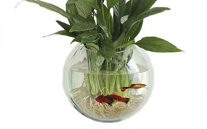 Cây Lan Hồ Điệp được đặt trong bình thủy tinh với mực nước và giá thể phù hợp