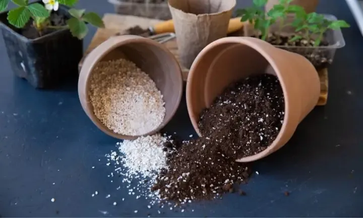 Mua GiÃ¡ Thá» Trá»“ng Lan Phi Ä—iá»‡p á»&#x Ä—Ã¢u?