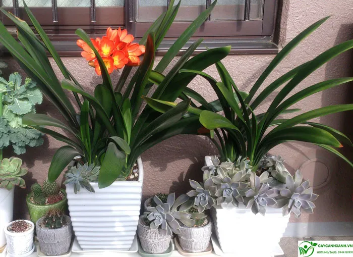 Hướng dẫn chi tiết cách trồng cây Lan Quân Tử bằng hạt