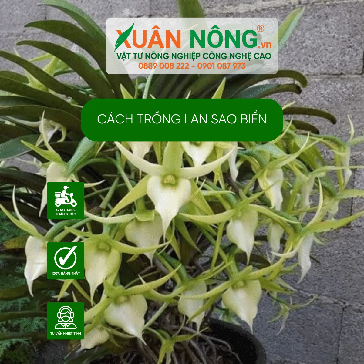 Chuẩn bị giá thể trồng lan sao biển để đạt năng suất cao