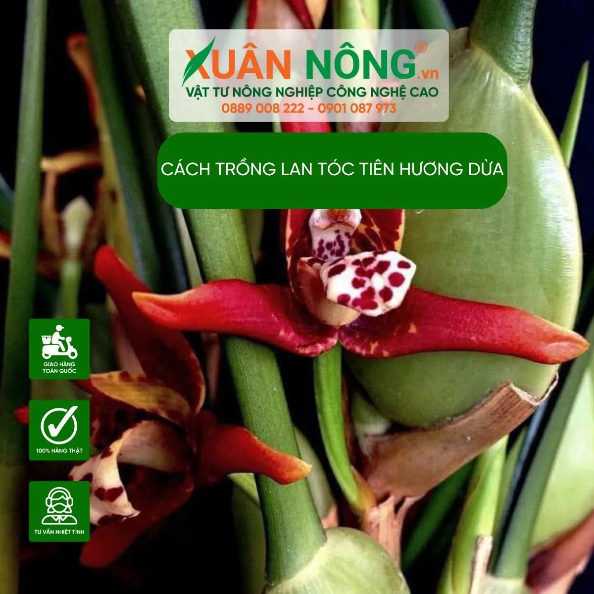 Quy trình chi tiết về cách trồng lan Tóc Tiên Hương Dừa để đạt sản lượng cao