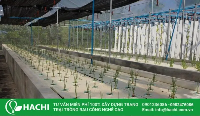 Mô hình trồng lúa thủy canh công nghệ cao