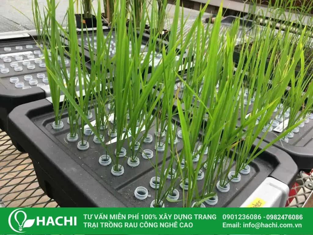 Trồng lúa trên hệ thống thủy canh